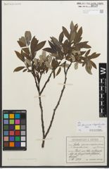 Foto von Salix glaucosericea Flod. x Salix hegetschweileri Heer